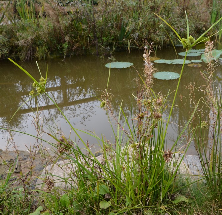 Cyperus eragrostis / Zigolo